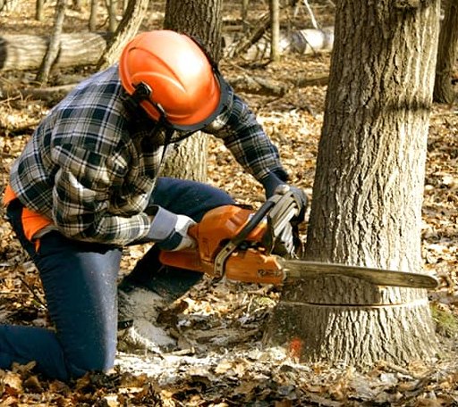 Tree Removal in Florien, LA